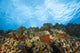 Scuba Diving at Molokini Crater Fine Art Print by Stuart Westmorland