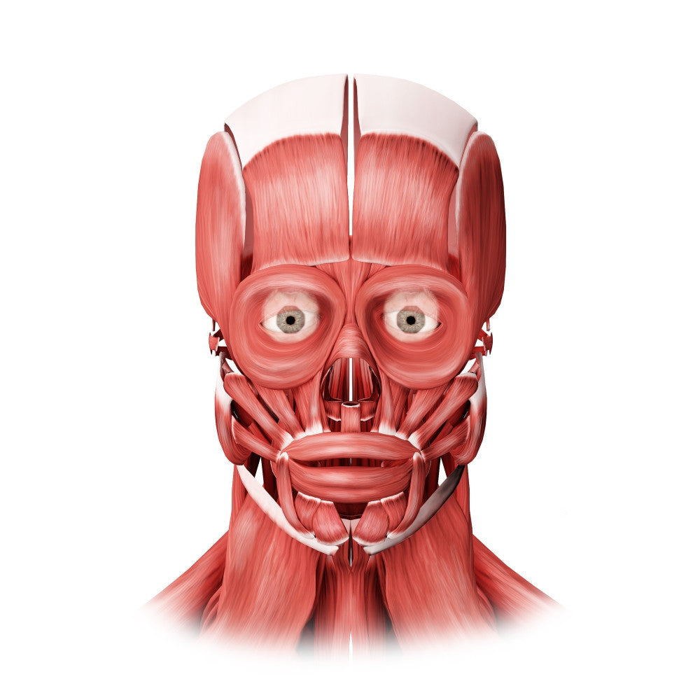 Medical Illustration of Male Facial Muscles - Fine Art Print