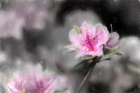 Gable Hybrid Azaleas Fine Art Print by F. M. Kearney