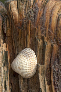 Sea Shell on Driftwood Fine Art Print - Multiple Sizes Available