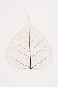 Transparent Leaf Fine Art Print - Available in Multiple Sizes