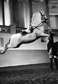Vienna Riding School Fine Art Print - Lipizzan Horse Jumping