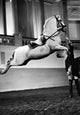 Vienna Riding School Fine Art Print - Lipizzan Horse Jumping