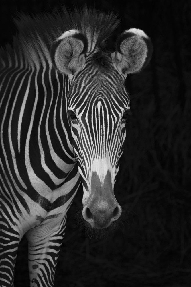 Stunning Close-Up of Grevy's Zebra Fine Art Print by Nick Dale