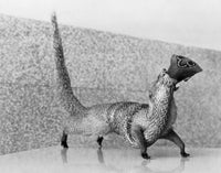 Close-Up of a Mongoose Eating a Cobra Fine Art Print