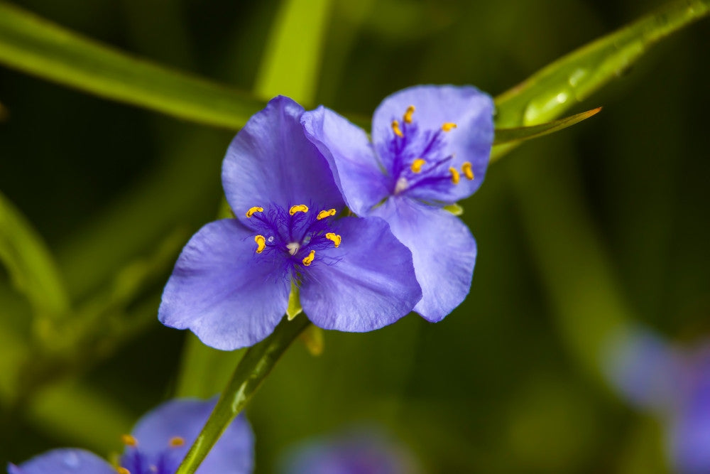 Purple Blooming Flower Fine Art Print by Panoramic Images
