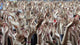 Crowd of Music Fans Waving Their Hands Fine Art Print