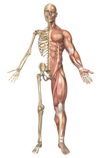 Human Skeleton and Muscular System Medical Illustration Poster Print