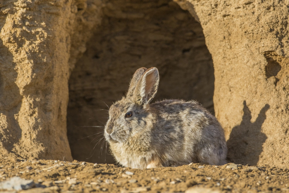 Cottontail Rabbit Fine Art Print by Elizabeth Boehm - Lincoln County, Wyoming