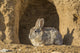 Cottontail Rabbit Fine Art Print by Elizabeth Boehm - Lincoln County, Wyoming