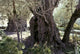 Holy Land: Jerusalem - Garden of Gethsemane Fine Art Print by Granger Collection