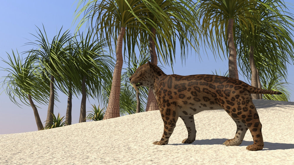 A Saber-Tooth Tiger Fine Art Print in Tropical Setting
