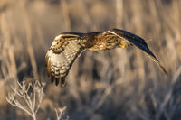 Red-tailed Hawk in Flight Fine Art Print by David Hoffmann Photography
