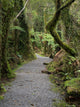 Path Through Forest Fine Art Print - Te Wahipounamu, NZ
