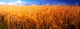 Wheat Crop Growing on Field Fine Art Print by Panoramic Images