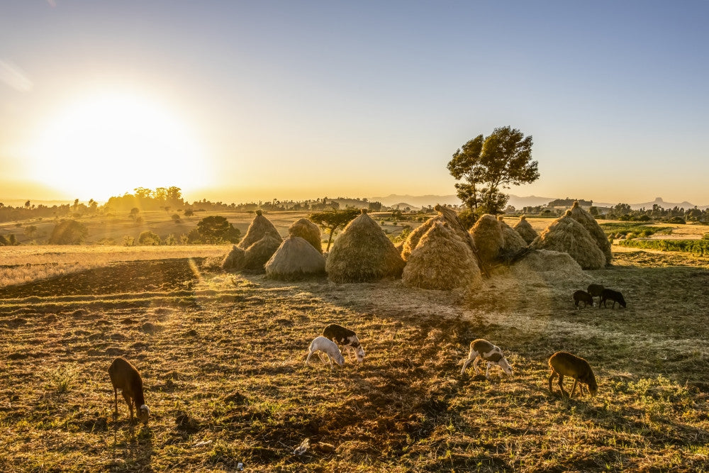 Goats and Haystacks in Teff Fields Fine Art Print by Peter Langer