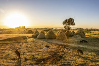 Goats and Haystacks in Teff Fields Fine Art Print by Peter Langer