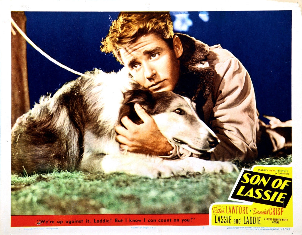 Son Of Lassie Photo Print - Available in Multiple Sizes