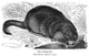 Muskrat Fine Art Print - Late 19th Century Wood Engraving by Granger Collection