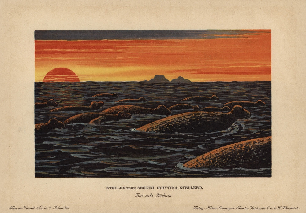 Steller's Sea Cow Fine Art Print by Florilegius | Mary Evans