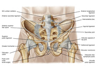 Anatomy of Human Pelvic Bone and Ligaments Fine Art Print