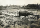 Farmer Ploughing Rice Fields in the Philippines - Vintage Photograph
