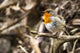 European Robin Singing Fine Art Print by Leah Bignell | Design Pics
