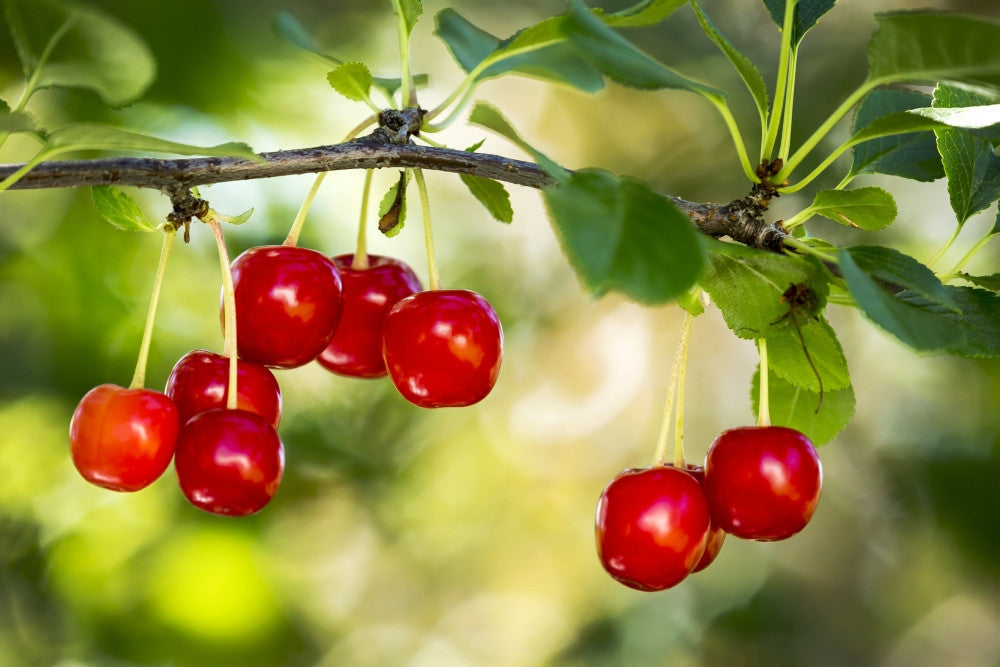 Close-Up of Red Ripe Cherries Poster Print by Michael Interisano