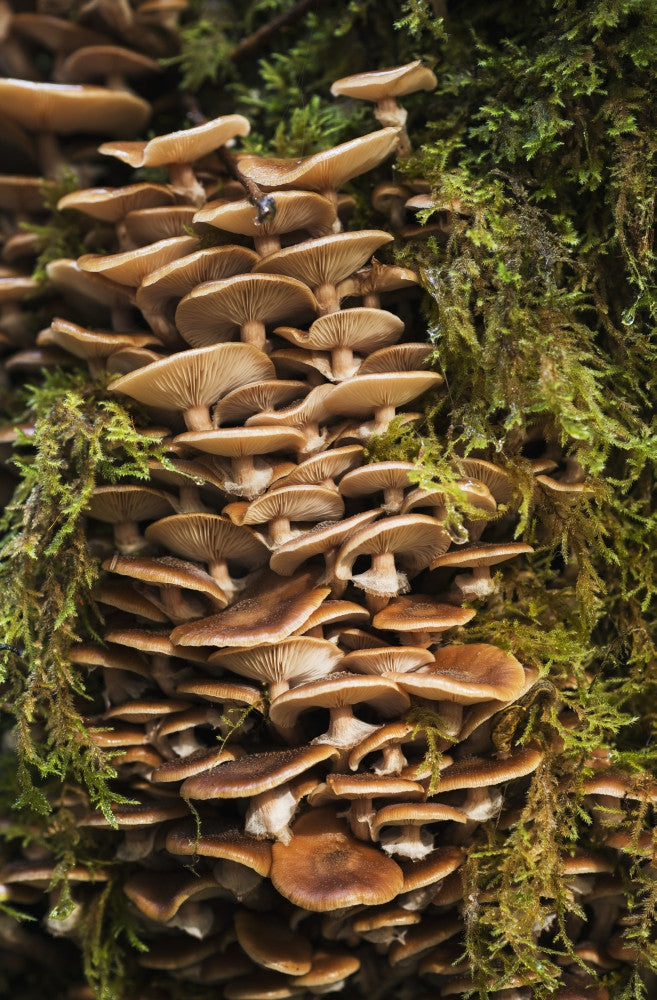 Mushrooms and Moss Fine Art Print by Robert L. Potts