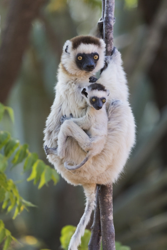 Verreaux's Sifaka with Baby Fine Art Print by Ellen Goff