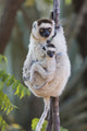 Verreaux's Sifaka with Baby Fine Art Print by Ellen Goff