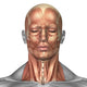 Anatomy of Human Face and Neck Muscles Poster Print - Front View