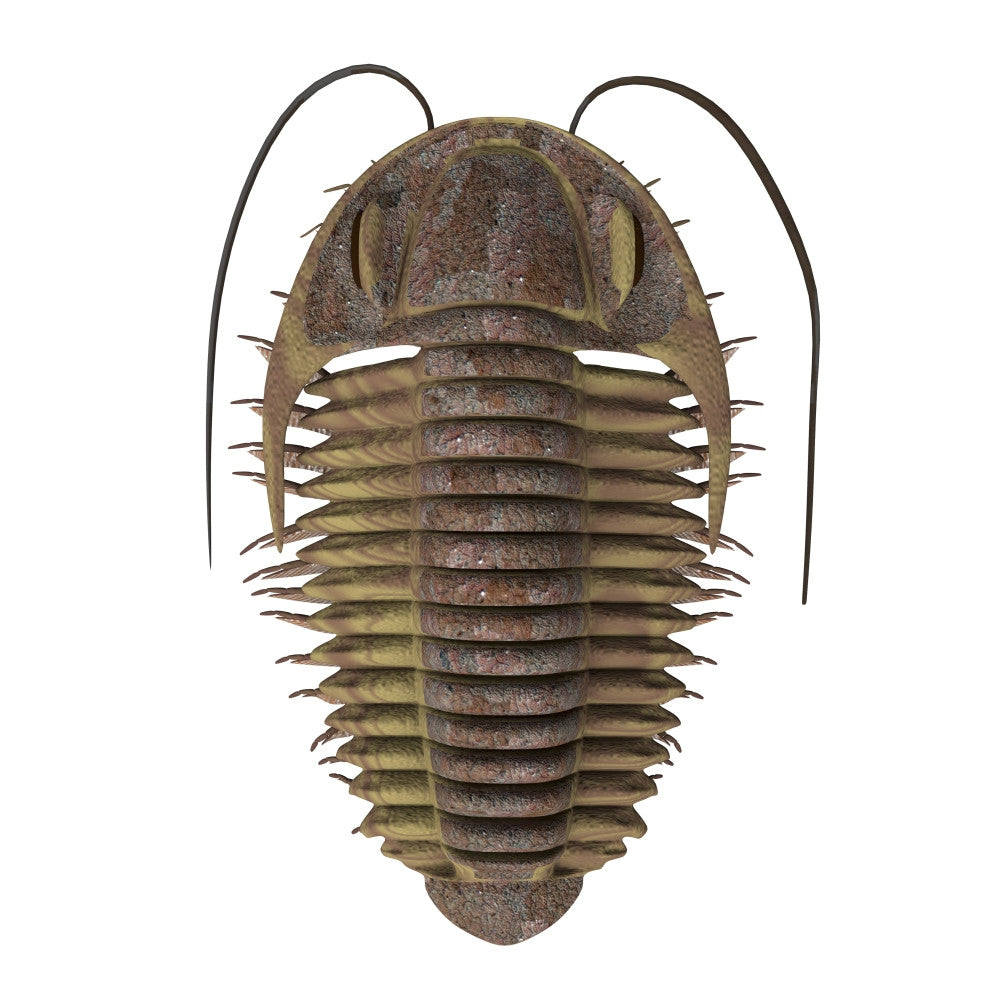 Ptychoparia Trilobite Fine Art Print by Stocktrek Images