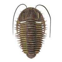 Ptychoparia Trilobite Fine Art Print by Stocktrek Images