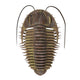 Ptychoparia Trilobite Fine Art Print by Stocktrek Images