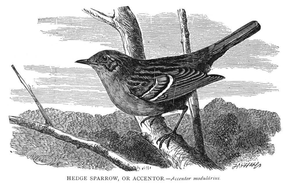 Hedge Sparrow Fine Art Print - 19th Century Wood Engraving by Granger Collection