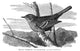 Hedge Sparrow Fine Art Print - 19th Century Wood Engraving by Granger Collection