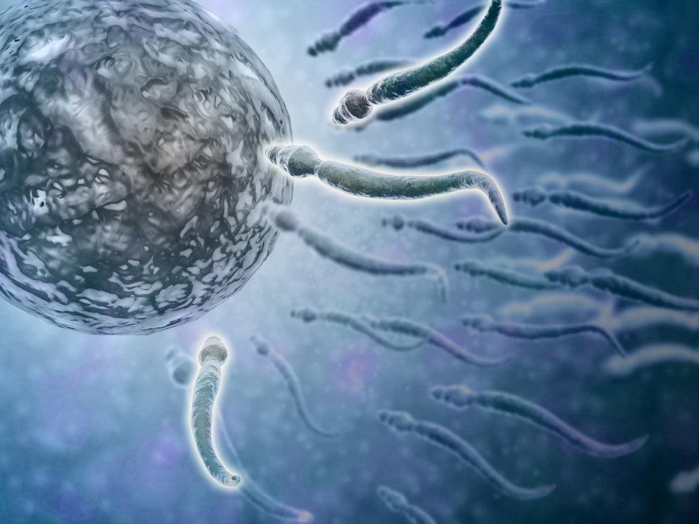 Microscopic View of Sperm Swimming Towards Egg Fine Art Print