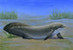Ceratodus Fine Art Print - Ancient Lungfish from the Triassic Period