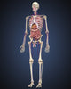 Human Skeleton with Organs and Circulatory System Fine Art Print
