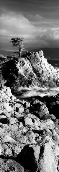 Lone Cypress on the Coast Fine Art Print - Pebble Beach