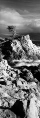 Lone Cypress on the Coast Fine Art Print - Pebble Beach