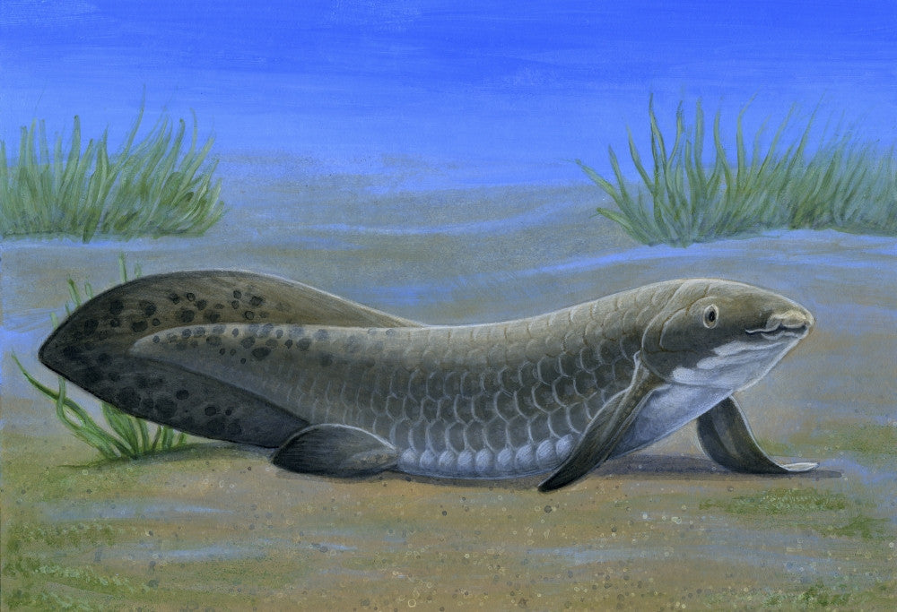 Ceratodus Fine Art Print - Ancient Lungfish from the Triassic Period