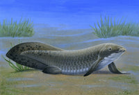 Ceratodus Fine Art Print - Ancient Lungfish from the Triassic Period
