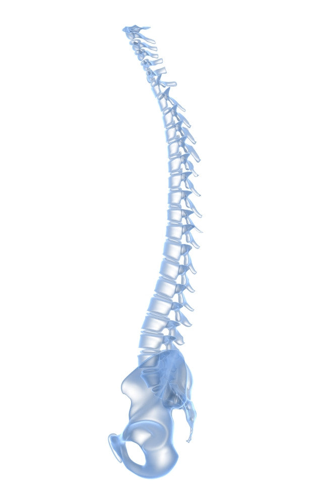 Conceptual Image of Human Backbone Fine Art Print
