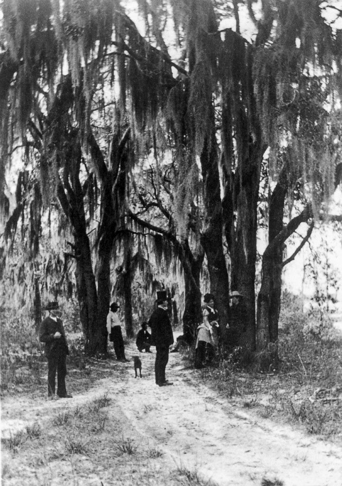Florida: Live Oaks Stereograph Print, C1875 by Granger Collection