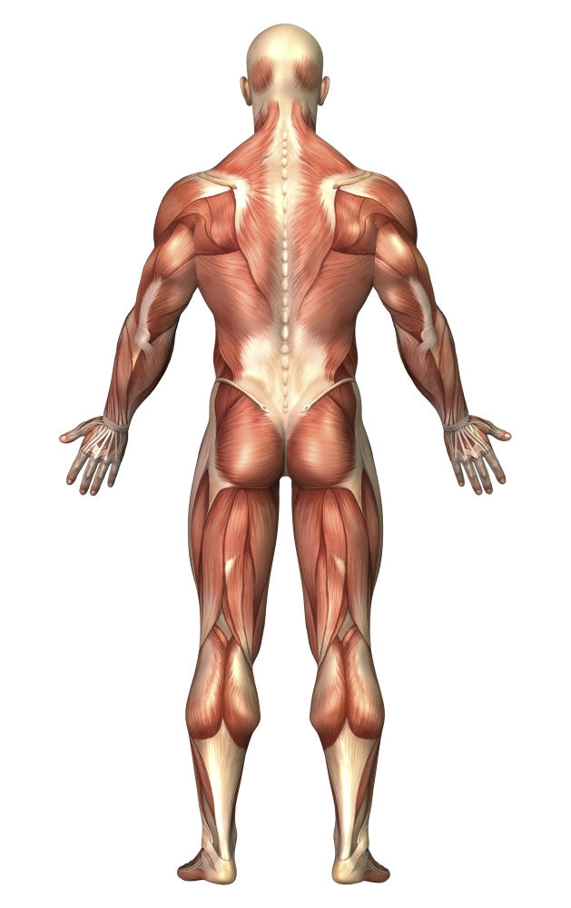 Anatomy of Male Muscular System Poster Print - Back View