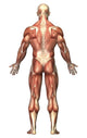 Anatomy of Male Muscular System Poster Print - Back View