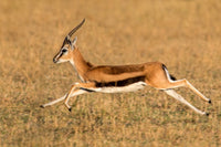 Thomson's Gazelle Running in Tanzania Fine Art Print by Panoramic Images