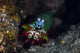 A Peacock Mantis Shrimp on a Coral Reef Fine Art Print by Ethan Daniels